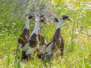indian runner duck in the garden (Anas platyrhynchos domesticus)