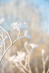winter background with plants in hoarfrost in sunlight clouse up