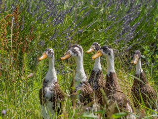 indian runner duck in the garden (Anas platyrhynchos domesticus)