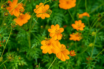 yellow unknown flower