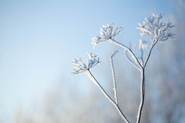 winter background with plants in hoarfrost in sunlight clouse up