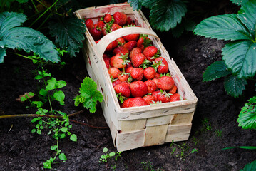 a beautiful strawberry basket in a furrow with bright red strawberries and green leaves