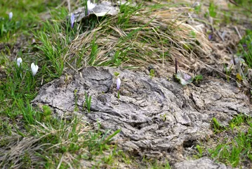 Foto auf Acrylglas Alpenkrokus wächst aus Kuhfladen © Grubärin