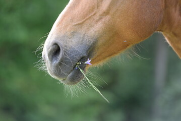 Schönes Pferd mit Blumen im Maul