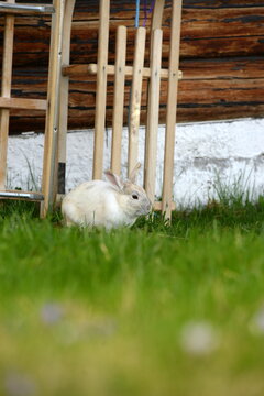 Weißes Kaninchen im Gras