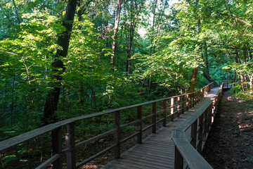 Eco trail wooden walkway among trees in a forest in summer sunny day
