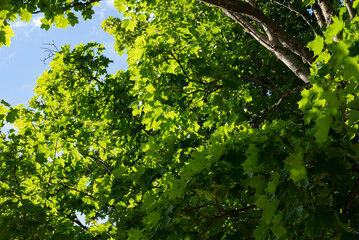 Fototapeta premium green leaves background