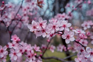 Beautiful Cherry blossom macro photography