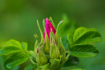 pink and green flower