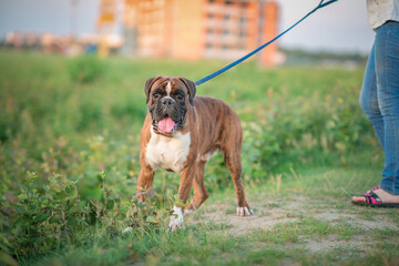 Beautiful dog breed German boxer for a walk.