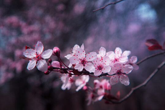 Macro Photography Cherry blossom, Nature photography, Pink color flowers