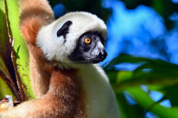 Coquerel sifaka lemur (Propithecus coquereli) – portrait, Madagascar nature