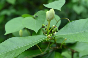 Few hairy fire ants walking on the surface of several tiny buds and leaves