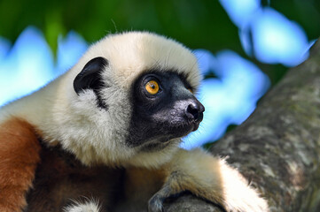 Coquerel sifaka lemur (Propithecus coquereli) – portrait, Madagascar nature