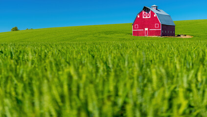Closeup of wheat and red barn against a blue sky - Powered by Adobe