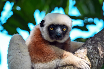 Coquerel sifaka lemur (Propithecus coquereli) – portrait, Madagascar nature