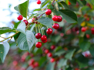 A branch of a cherry tree with ripe cherries on it