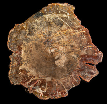 Piece Of Petrified Wood On Black Background