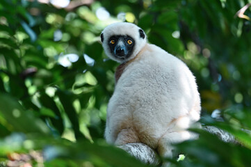 Coquerel sifaka lemur (Propithecus coquereli) – He climbs the tree Ylang ylang, Madagascar nature © mirecca