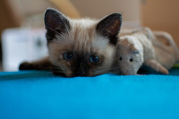 kitten on a blue background