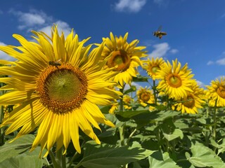 Sonnenblumen auf einem Feld mit blauem Himmel leicht bewölkt mit Bienen
