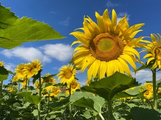 Sonnenblumen auf einem Feld mit blauem Himmel leicht bewölkt