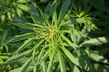 one green bush of wild hemp plant with leaves in nature