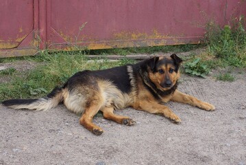 one big stray spotted dog lies on the street on the ground and green grass near a red fence