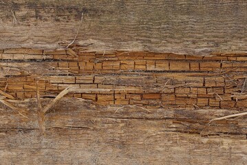 brown wood texture from old and frayed board