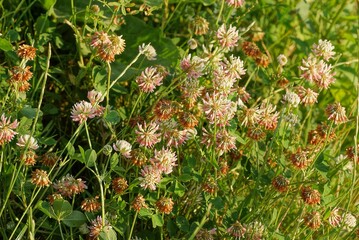 natural plant texture of white brown  flowers on green small clover leaves in nature