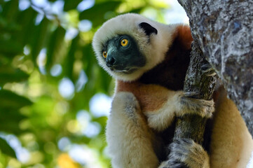 Coquerel sifaka lemur (Propithecus coquereli) – He climbs the tree Ylang ylang, Madagascar nature