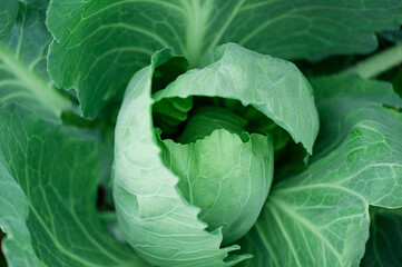 Fototapeta premium Background of green cabbage leaves in the garden