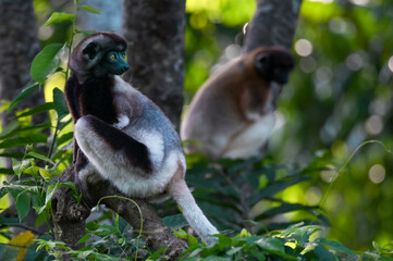 Crowned sifaka lemur (Propithecus coronatus) – portrait, , Madagascar nature