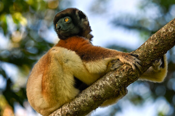 Crowned sifaka lemur (Propithecus coronatus) – portrait, , Madagascar nature