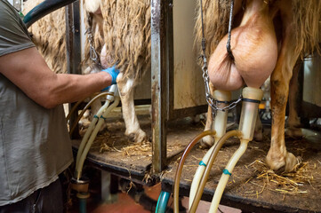 milking sheep at the dairy farm. High quality photography