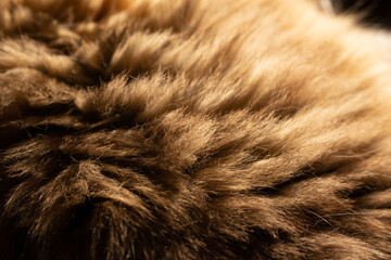 fur texture background