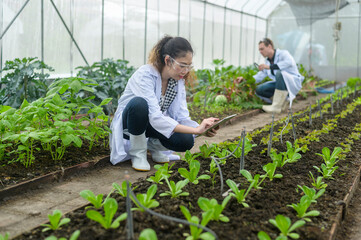Scientis are analyzing organic vegetables plants in greenhouse , concept of agricultural technology