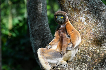 Crowned sifaka lemur (Propithecus coronatus) – portrait, , Madagascar nature