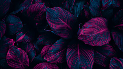 Obraz na płótnie Canvas tropical leaves texture background, toned process