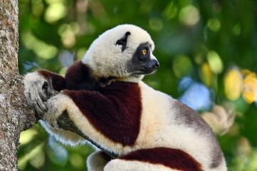 Coquerel sifaka lemur (Propithecus coquereli) – He climbs the tree Ylang ylang, Madagascar nature