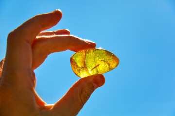 amber fossil resin