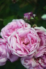 Pink roses. Top view.