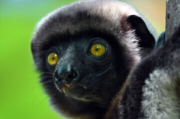Crowned sifaka lemur (Propithecus coronatus) – portrait, , Madagascar nature