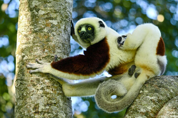Coquerel sifaka lemur (Propithecus coquereli) – portrait, Madagascar nature