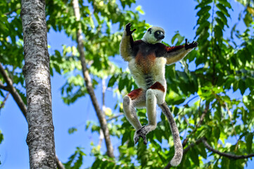 Coquerel sifaka lemur (Propithecus coquereli) – jumps, Madagascar nature