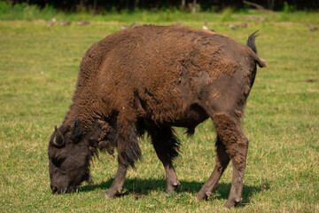 Photo of a wild buffalo grazing in a field. It is summer and it's sunny. 