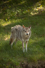 Photo of a coyote in a field. It is July and he is shedding his fur. 