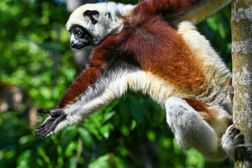 Coquerel sifaka lemur (Propithecus coquereli) – jumps, Madagascar nature
