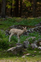 Nature photo of a fallow deer fawn standing in a forest all by itself. It is summer and the grass is green.
