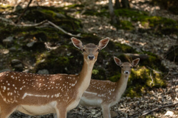 Nature photo of a pair of two female fallow deer. It is summer and they are standing in the shade.